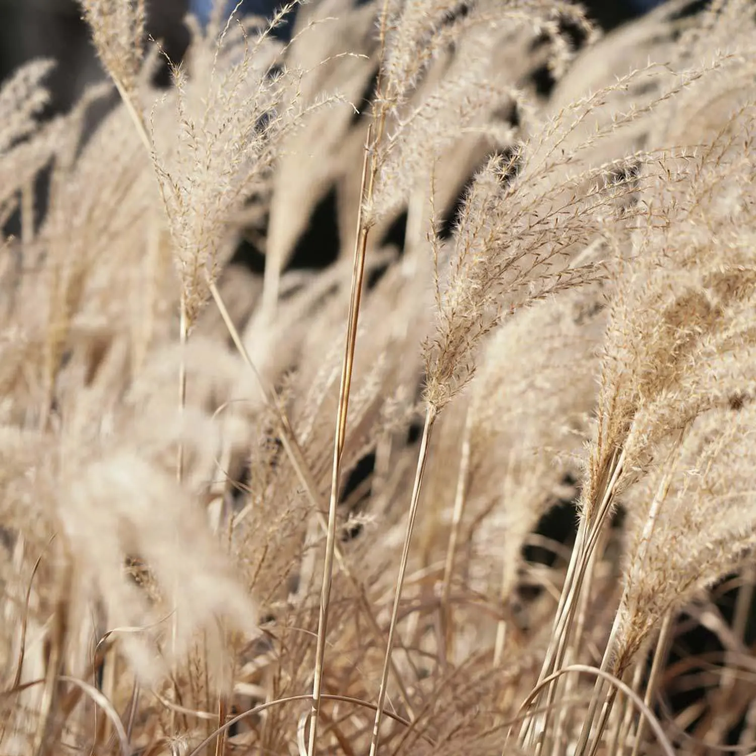VT Natural Skincare & Beauty – Gras